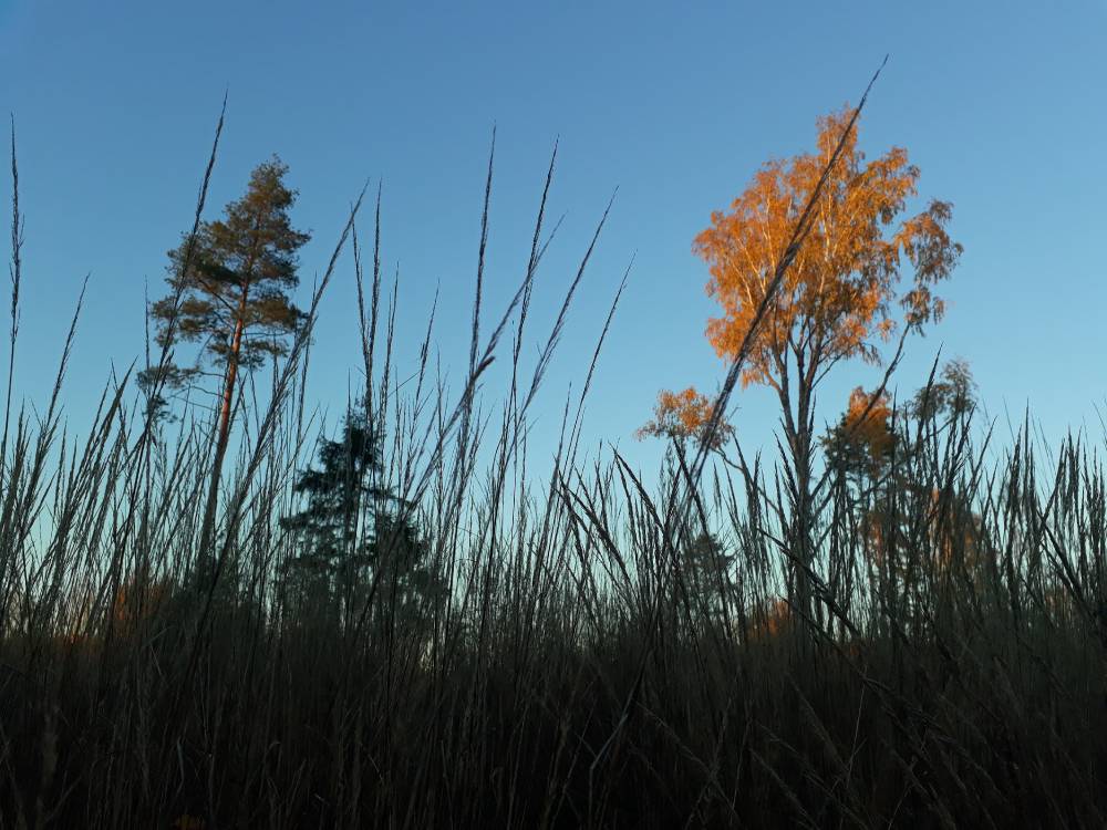 Ristimäe heinamaa